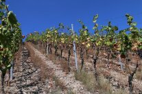 Begrünung im Weinberg völlig vertrocknet, die Reben mit deutlichen Trockenschäden