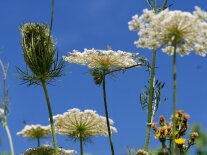 Weiße Blütenschirme vor blauem Himmel