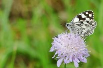 Schachbrettfalter auf einer lila Blüte, charakteristisches Karo auf der Flügeloberseite