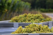 Reife goldgelbe Trauben in Transportkisten am Rand des Weinbergs