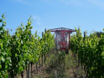 Ein Pflanzenschutzgerät, das über die Zeilen links und rechts greift fährt durch den Weinberg