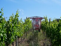 Ein Pflanzenschutzgerät, das über die Zeilen links und rechts greift fährt durch den Weinberg