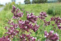 fast kugelig, dicht gedrängt stehen die kleinen rosa Blüten zusammen