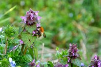 Eine Erdhummel sitzt an der rosa Blüte einer Purourroten Taubnessel