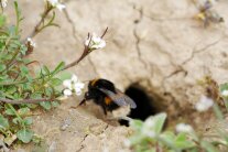 Hummel mit zwei gelben Streifen und weißer Hinterleibspitze vor Mauseloch im Hintergrund