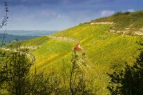 Weinberg im Herbst vor Gewitter