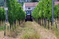 Junger Winzer im Weinbergschlepper fährt umsichtig durch eine Rebzeile