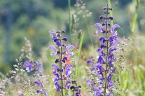 Zwei Blütenstände des Wiesensalbei leuchten blau im Gegenlicht, dahinter blühende Gräser