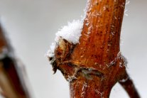 Rebholz mit Rebknospe, auf der ein kleines Häufchen Schnee liegt; am Rebholz einige Eisnadeln