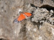 Rotflügelige Ödlandschrecke (Oedipoda germanica) im Flug, die roten Hinterflügel sind gut sichtbar