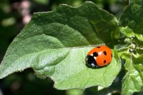 Roter Käfer mit 7 Schwarzen Punkten auf den Flügeldecken sitzt auf einem grünen Blatt