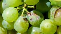 Geöffnete Traube, darin zwei durch ein Gespinst verbundene Beeren mit Löchern