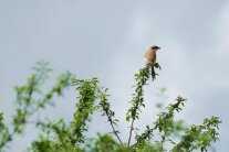 Ein typisch gefärbter Vogel mit schwarzer Augenbinde sitzt auf dem obersten Zweig eines Baums