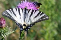 Segelfalter mit einer Hummel an einer rosa Blüte trinkend