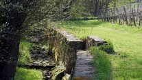 Seitlich ein Weinberg angeschnitten, breiter Grünstreifen, Mauer und tiefer das Bachbett