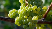 Gelbe Beeren leuchten im Sonnenlicht und ein Teil der Bogrebe ist erkennbar