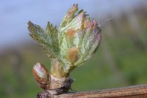 Erstes Grün schiebt sich aus der Knospe, ein Blättchen beginnt sich abzuspreizen