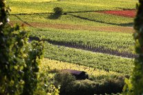 Blick über die Weinlandschaft zeigt flächige Farbschattierungen von grün über gelb bis rot