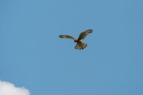 Ein braun gemusterter Vogel mit ausgebreiteten Schwingen und aufgefächerten Schwanzfedern