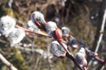 Männliche Blütenkätzchen der Salweide vor dem Aufblühen