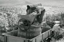 Weinlese um 1950, Träger schüttet Trauben aus einer Holzbutte in ein Holzfass auf einem Anhänger