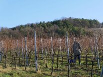 Eine Person steht im Weinberg, die Blätter sind bereits alle gefallen