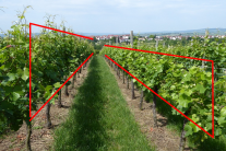 Blick in eine Rebgasse: links Reben überragen obersten Draht, rechts sind sie erst halb so hoch