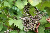 Beeren mit grauem Überzug, einige aufgplatzt, grauer Belag auf Blättern und Trieb