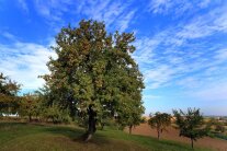 Ein Baum voller reifer Früchte umgeben von Obstbäumen auf einer Wiese vor blauem Himmel