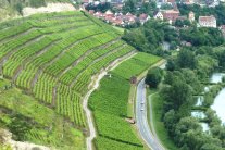 Terrassen-Weinberg bei Homburg am Main