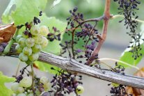 Nach starkem Peronosporabefall vereinzelt gesunde Beeren, sonst nur abgestrorbene Trauben