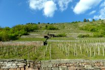 Blick den Weinberg hinauf, unten und zwischendrin Mauern, oberhalb Trockenrasen