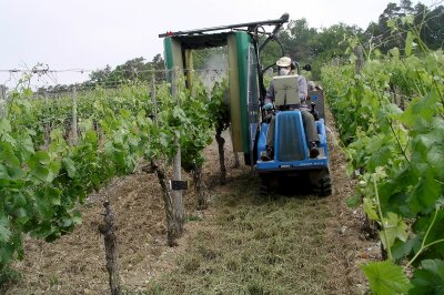 Ein Tunnelspritzgerät fährt über eine Rebzeile, der Fahrer mit Schutzkleidung