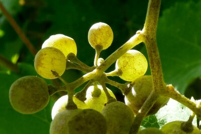 Ausschnitt aus einer reifen Traube mit von grauem Pilz 