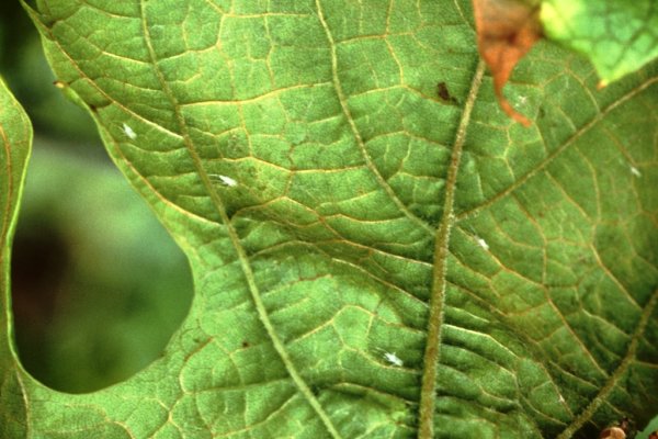 Grüne Rebzikade Empoasca vitis