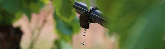 Aus einem Tropfer an einem schwarzen Schlauch fällt ein Wassertropfen, umgeben von Rebengrün