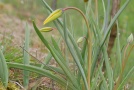 Bei der noch geschlossenen Knospe der Weinbergstulpe schimmert bereit das leuctende Gelg hindurch