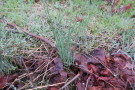 Die schmalen, grünen Blätter des Weinberglauches überragen das noch kurze Gras