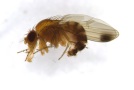 Bild 1 Das Männchen der Art Drosophila suzukii mit typischem Fleck auf dem Flügel