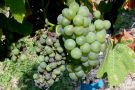 Esca - Traubensymptom: schwarze Punkte auf den Beeren 'black measles'