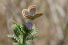 Dunkelbrauner Bläuling sitzt auf einer Blüte