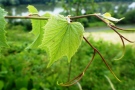 Blatt mit Reblausgallen einer durchgetriebenen Unterlagsrebe