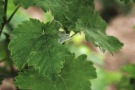 Oidium-Mycel nur stellenweise an Blatt und Trieb