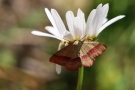 Rotbandspanner an einer Mageritenblüte