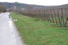 Spaziergänger im Weinberg in großer Entfernung