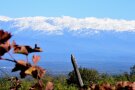 Blick in die Landschaft; im Hintergrund schneebedeckte Gipfel; vorn herbstliche Rebblätter