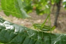 Die hellgrüne Gestreifte Zartschrecke (Leptophyes albovittata) sitzt auf einem Rebblatt