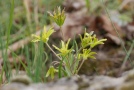 Gelbgrüne Blüten des Acker-Gelbstern, Staubbeutel sind gut sichtbar