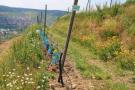 Neu gepflanzte und jetzt ausgetriebene Reben und in Gelbtönen blühende Begrünung an der Böschung