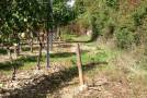 Schmaler Streifen zwischen Rebanlage und Hecke